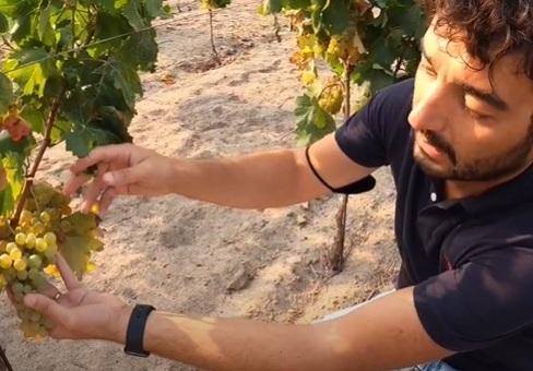 Ecco il vino dell’«isola che non c’è» 