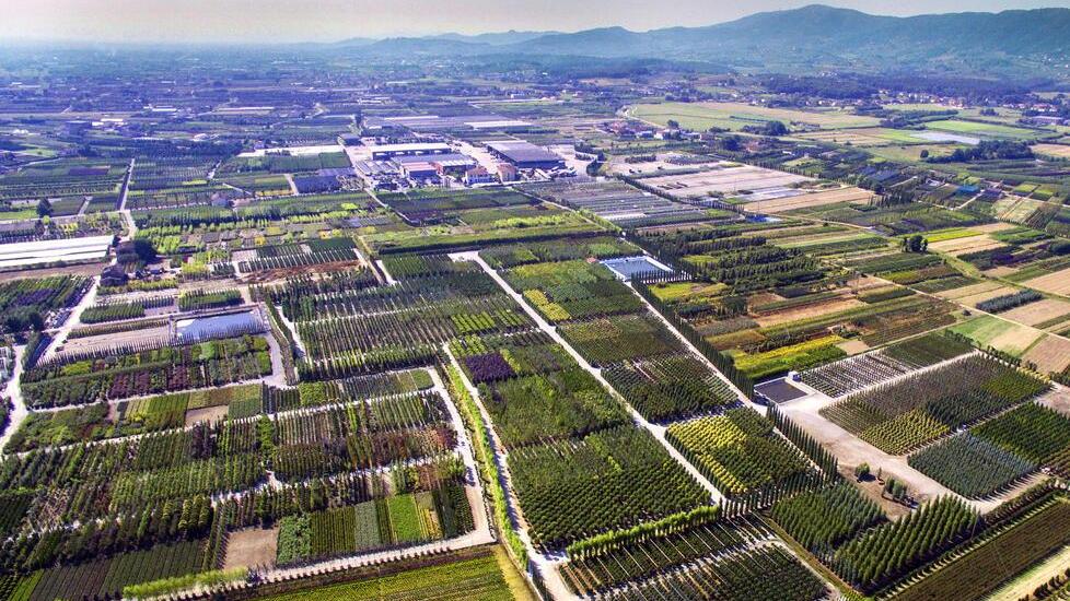 I vivaisti pistoiesi alla conquista di Prato per trovare nuovi terreni da coltivare
