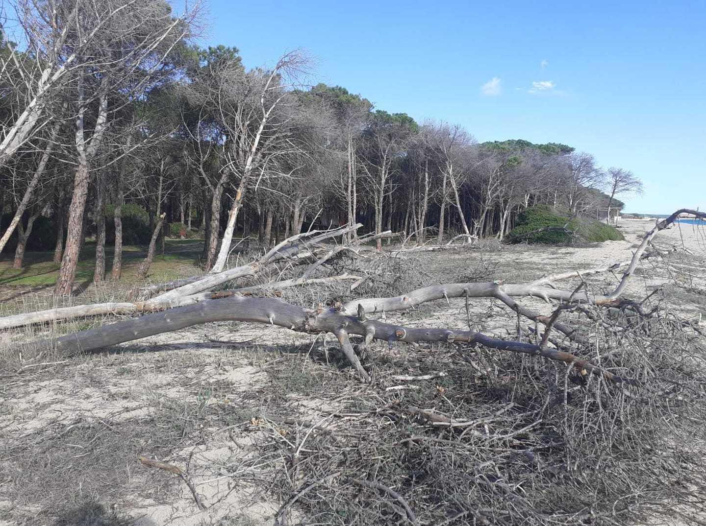 Lotta al Tomicus destreus: il vero nemico delle pinete 