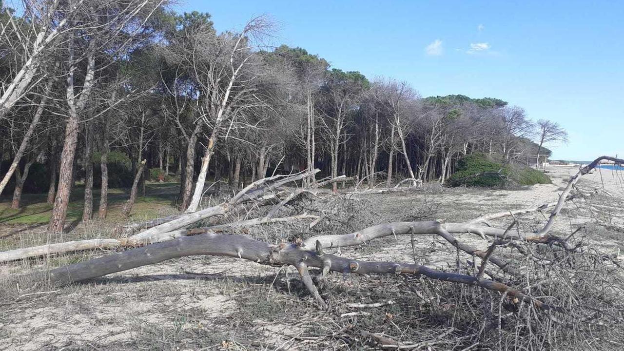 Lotta al Tomicus destreus: il vero nemico delle pinete