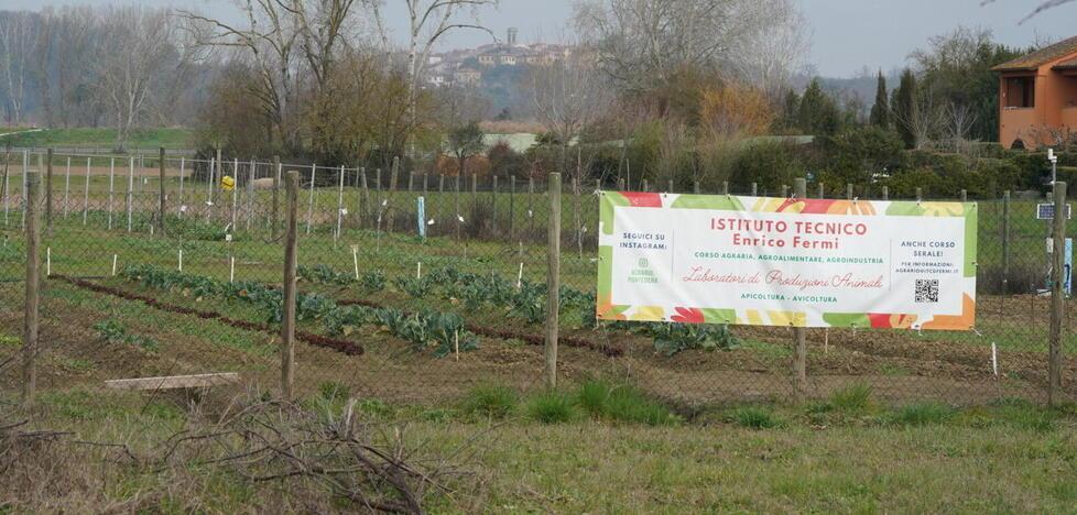 Gli orti coltivati dagli studenti dell’Istituto Fermi a Pontedera (foto Franco Silvi)