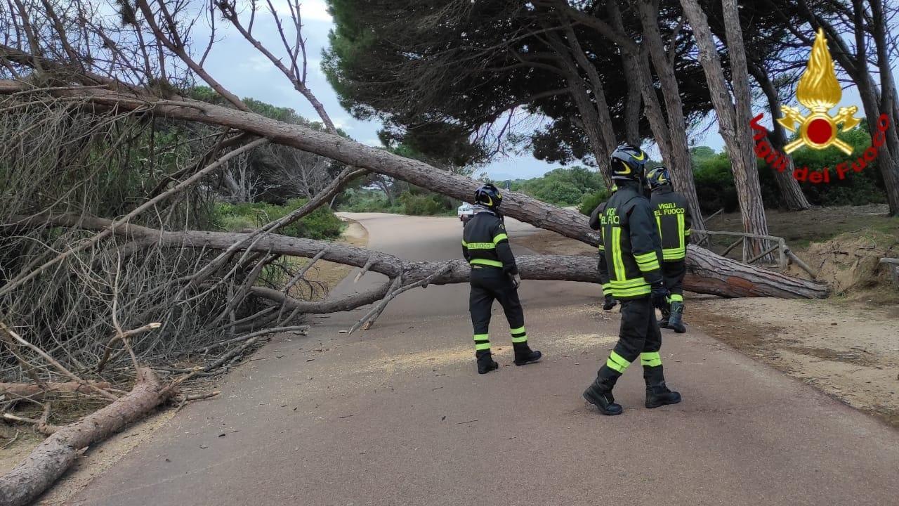 Tempesta di vento in Gallura, numerosi alberi abbattuti e auto danneggiate
