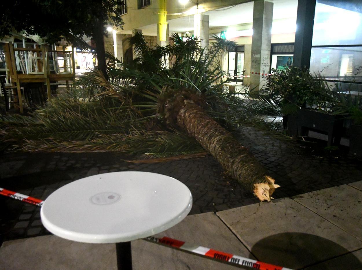 La cima di una palma crolla sul gazebo di un bar