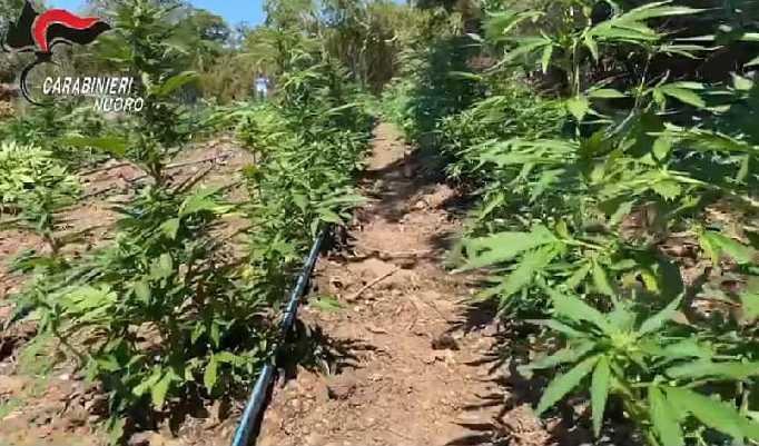 Cannabis, in sette sotto accusa 