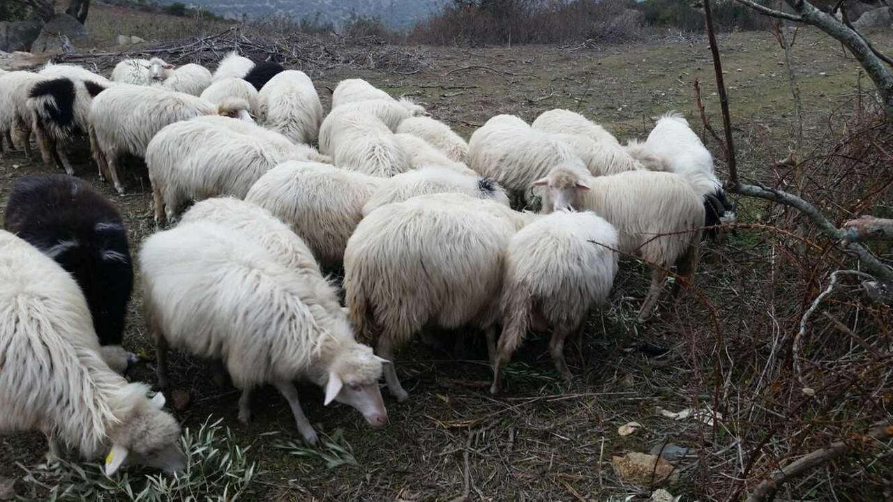 Caro-prezzi, la Regione stanzia 40 milioni per gli allevatori sardi