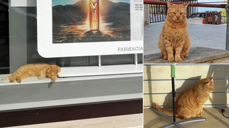 Ruben, il gatto di Piombino amato da tutti