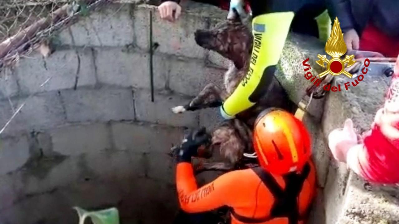 Cane finito dentro un pozzo salvato dai vigili del fuoco a Dolianova