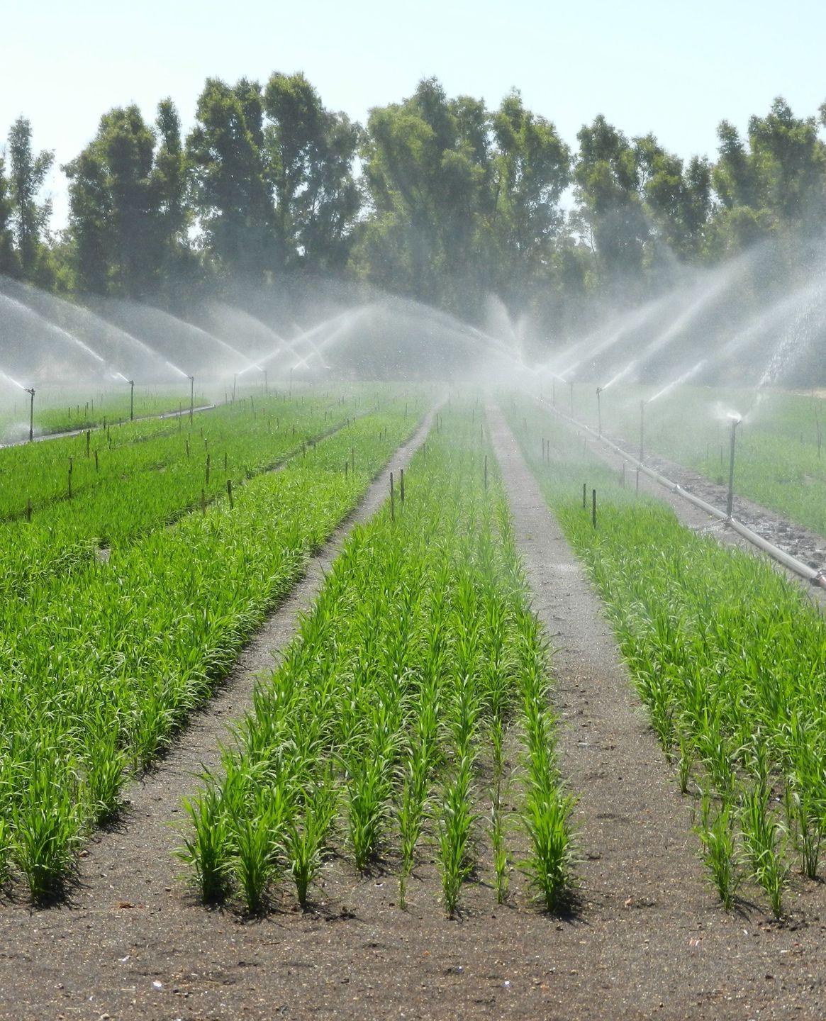 Consorzio e Regione lo scontro si sposta al Tar 