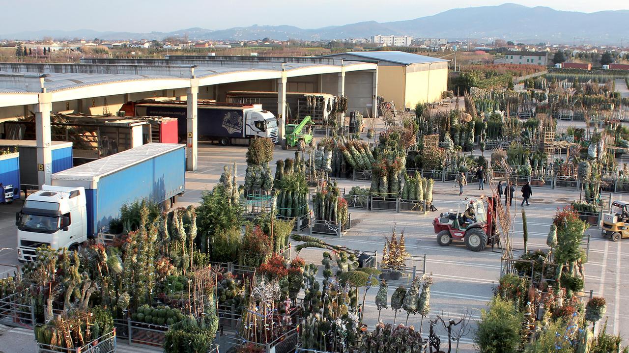 Piante in un vivaio pronte per essere caricate sui camion