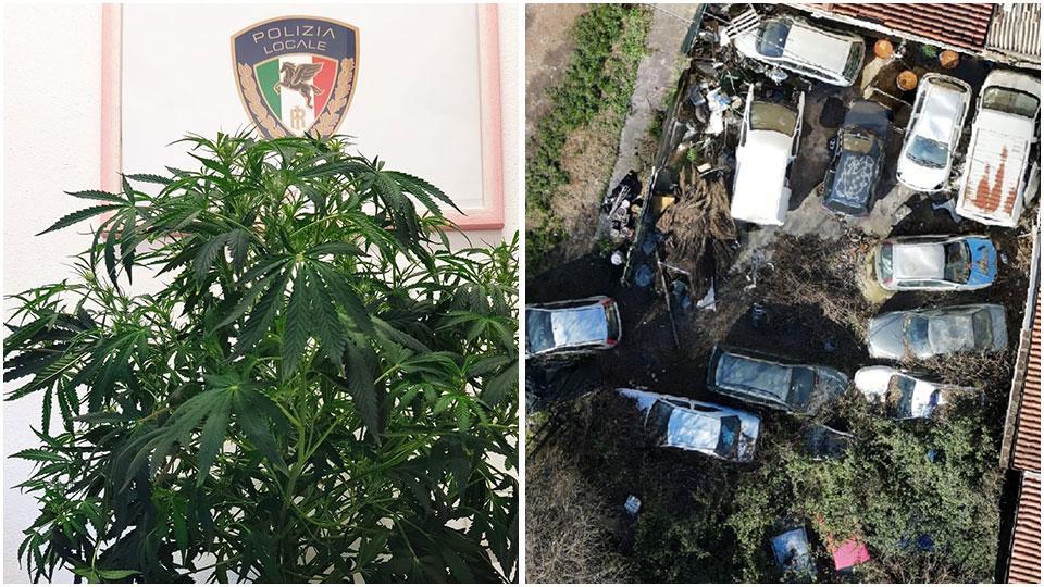 La pianta di marijuana sequestrata dalla polizia locale e, a fianco, una foto dal drone di alcune delle carcasse di auto abbandonate