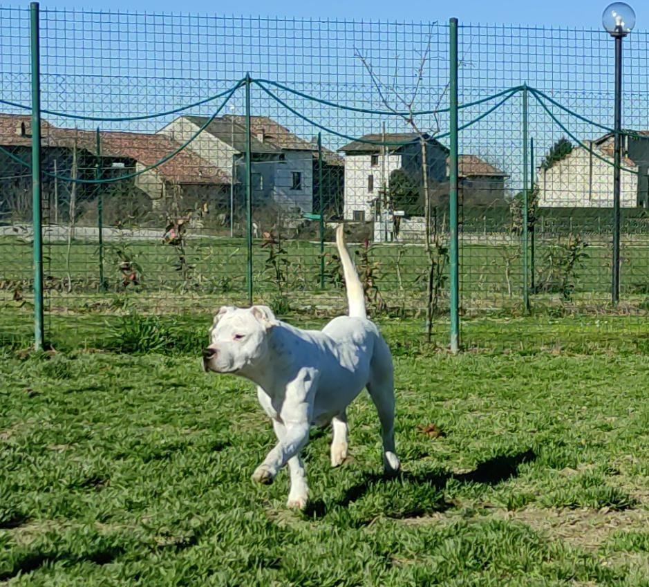 Castelnovo Sotto: nuova vita per Gea Uno dei dogo confiscati ora è fuori dal canile 