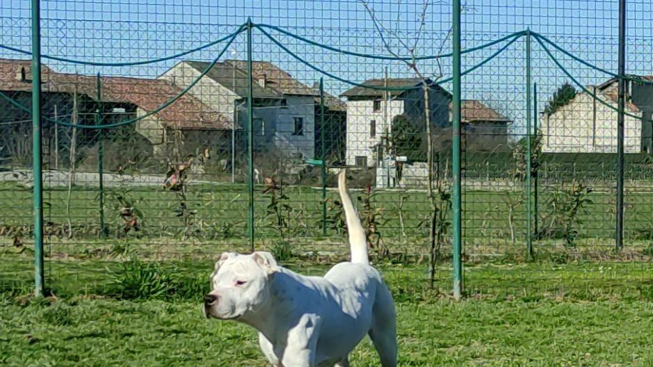 Castelnovo Sotto: nuova vita per Gea Uno dei dogo confiscati ora è fuori dal canile
