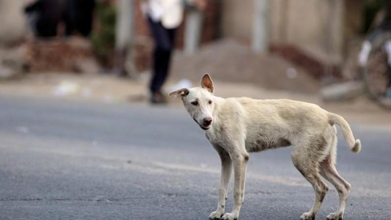 Non vuole pagare agli animalisti le cure e l'alloggio per il cane smarrito: condannato