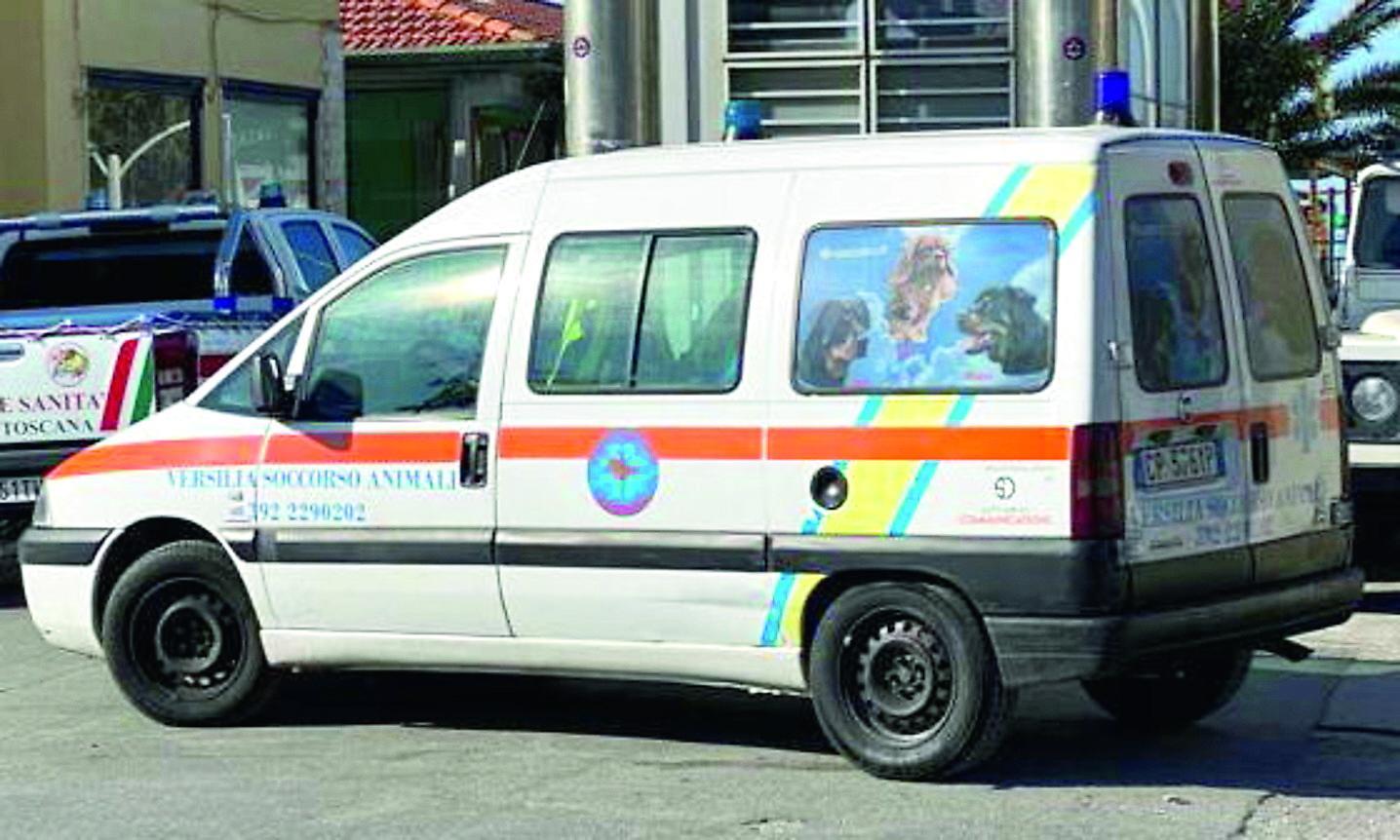 Carnevale di Viareggio, l’ambulanza per gli animali per la prima volta ai corsi: ecco come funziona 