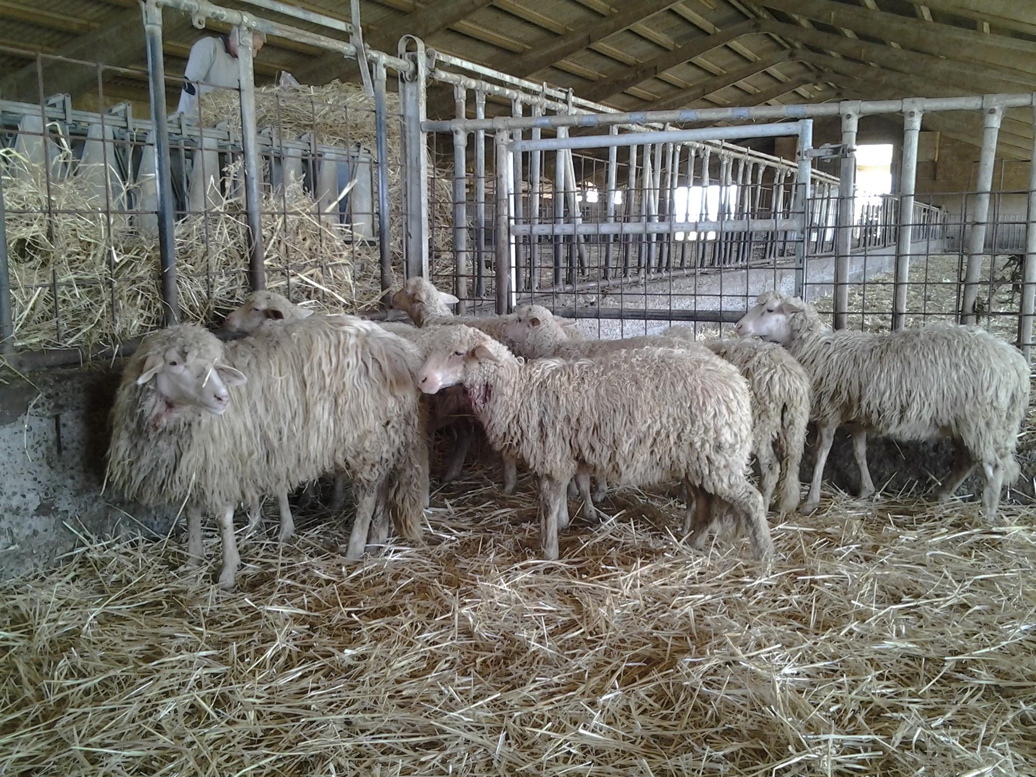 Pecore in un allevamento (foto archivio)