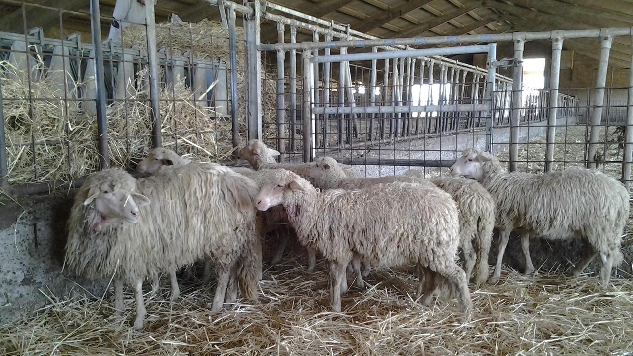 Pecore in un allevamento (foto archivio)