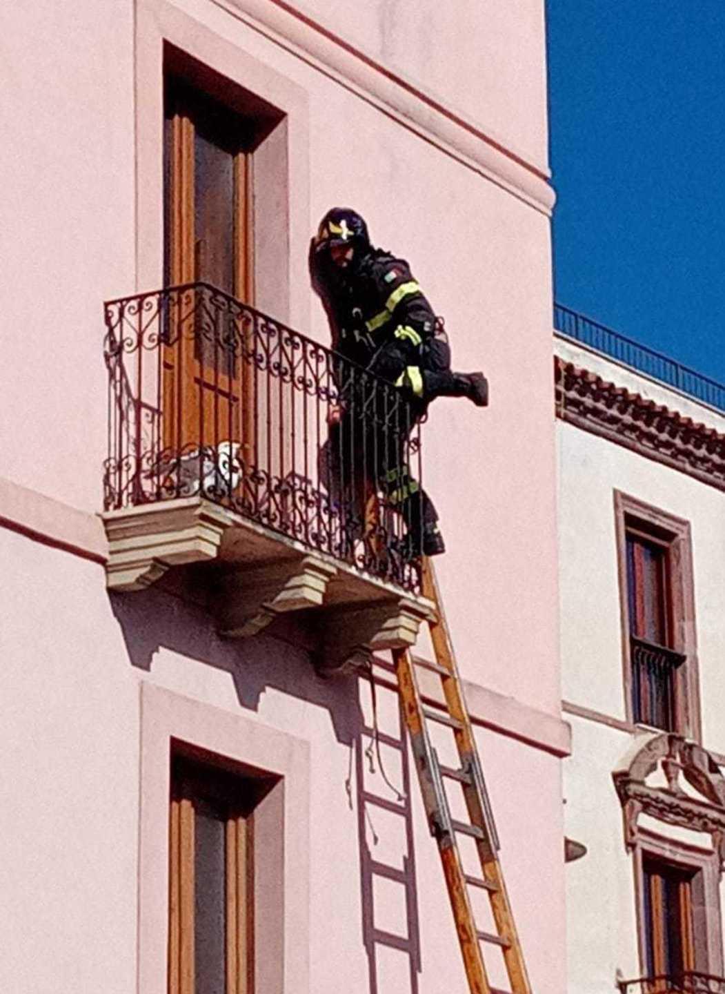 I vigili del fuoco mettono in salvo un gabbiano 