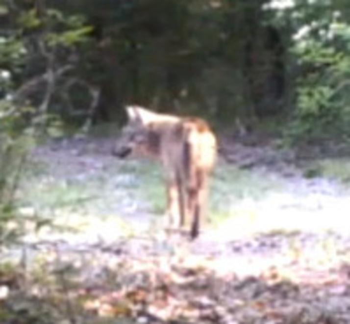 Branco di lupi a caccia: strage di pecore mentre sono al pascolo 