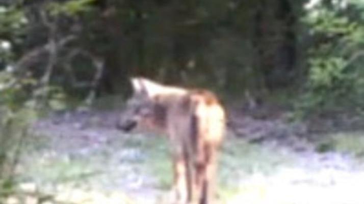 Branco di lupi a caccia: strage di pecore mentre sono al pascolo