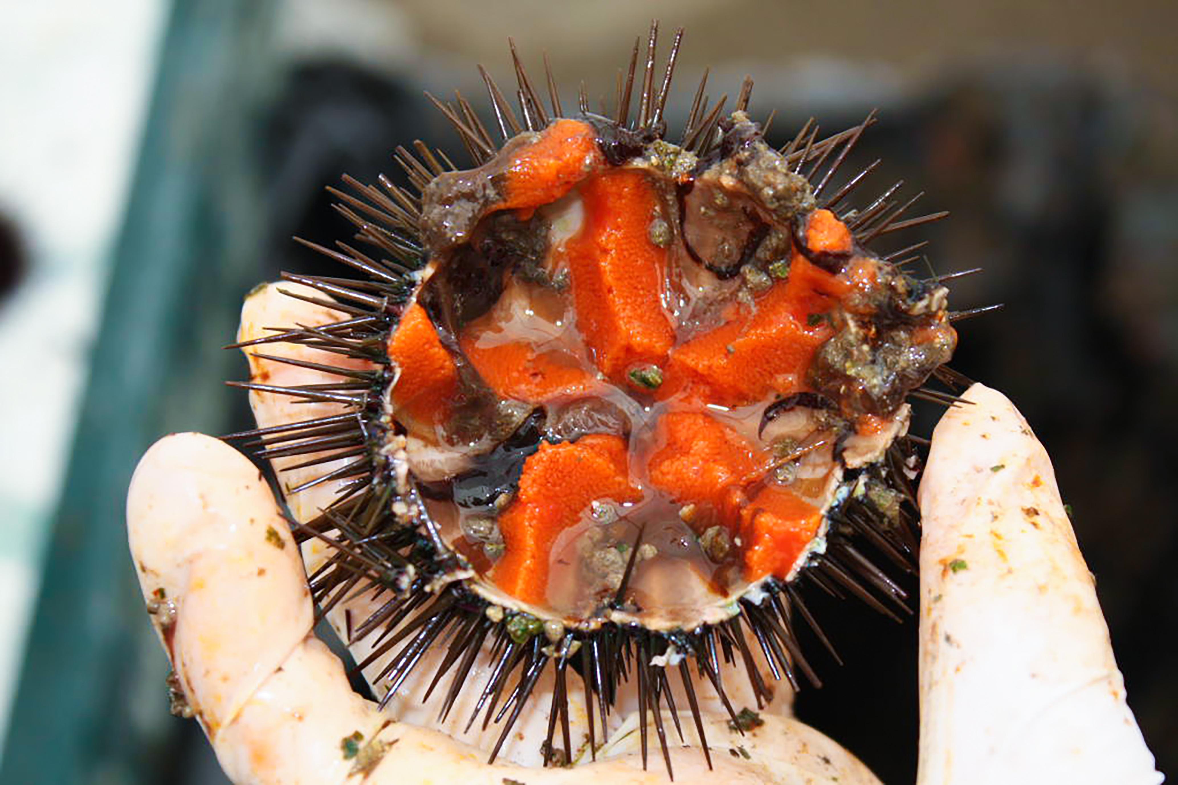 Maxi operazione della Guardia costiera da Bosa fino ad Arbatax: sequestri e multe per 25mila euro