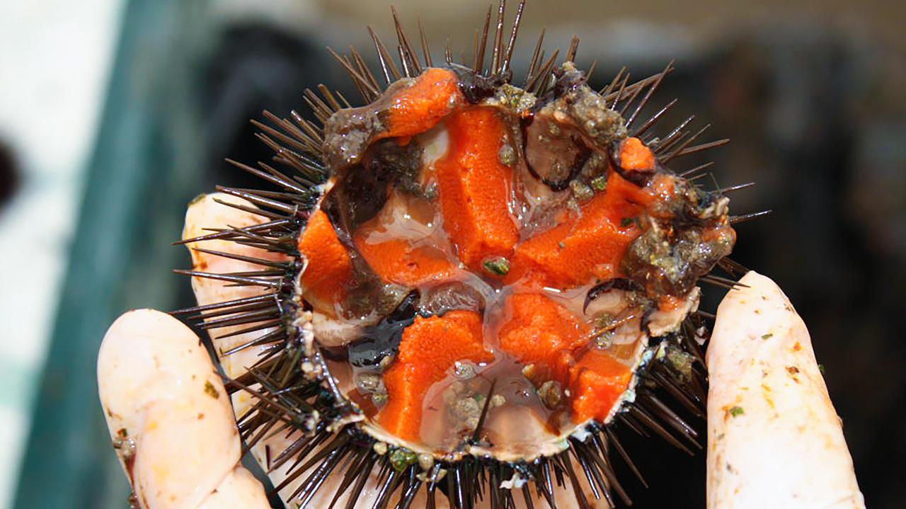 Maxi operazione della Guardia costiera da Bosa fino ad Arbatax: sequestri e multe per 25mila euro