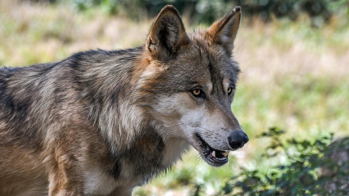 Nuovi avvistamenti di lupi sul Monte Pisano, i consigli su come comportarsi