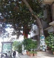 Un albero per il futuro e una mostra per il passato