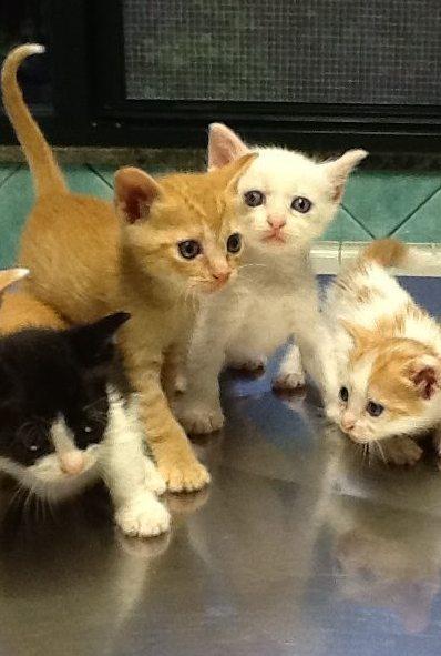 Fino a 200 euro per chi sterilizza cani e gatti