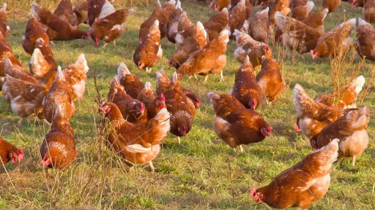 Aviaria a Prato, cessato allarme: non sono stati trovati altri focolai