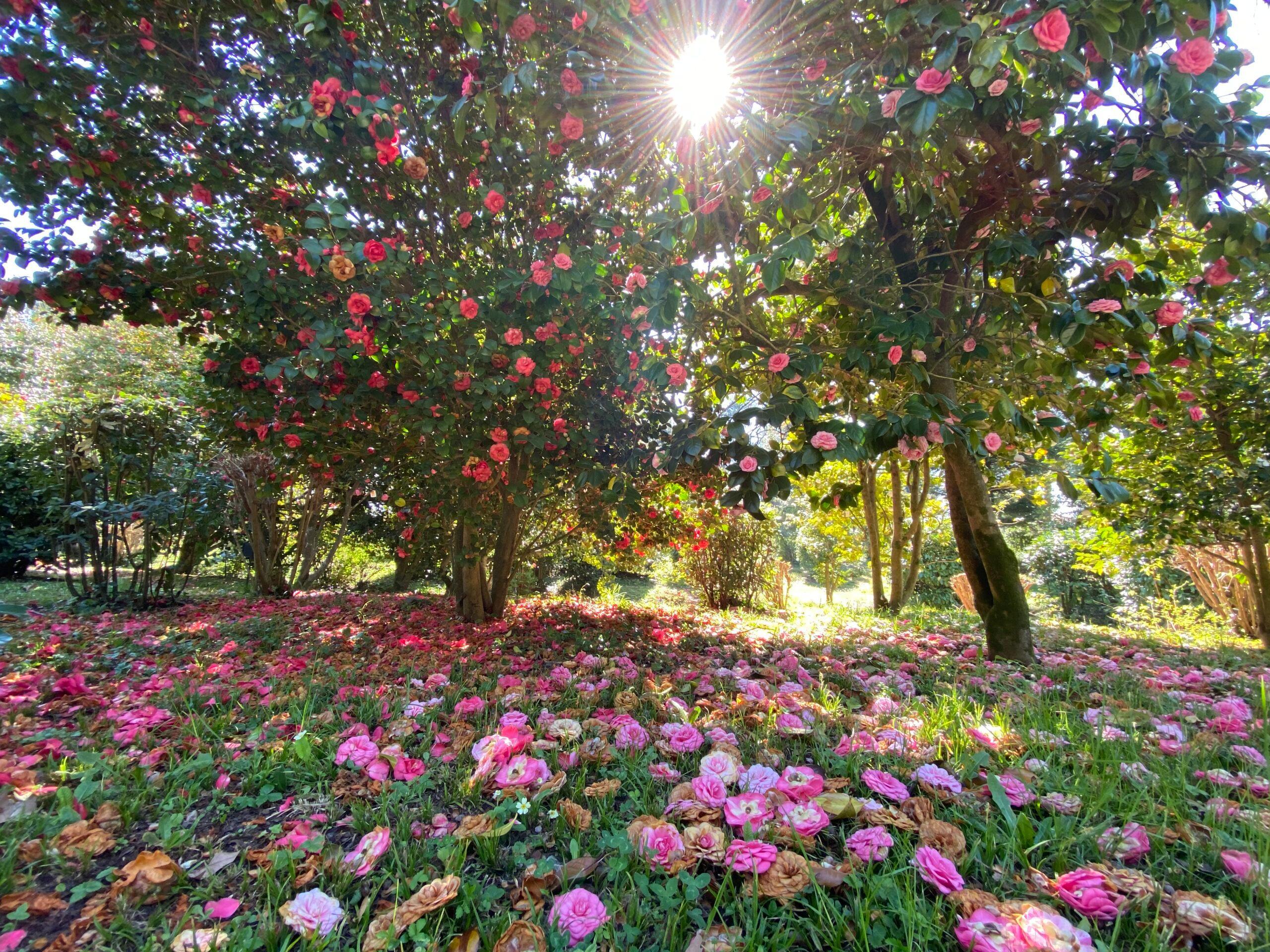 Colori e profumi della primavera: alla Villa Reale di Lucca le camelie in fiore