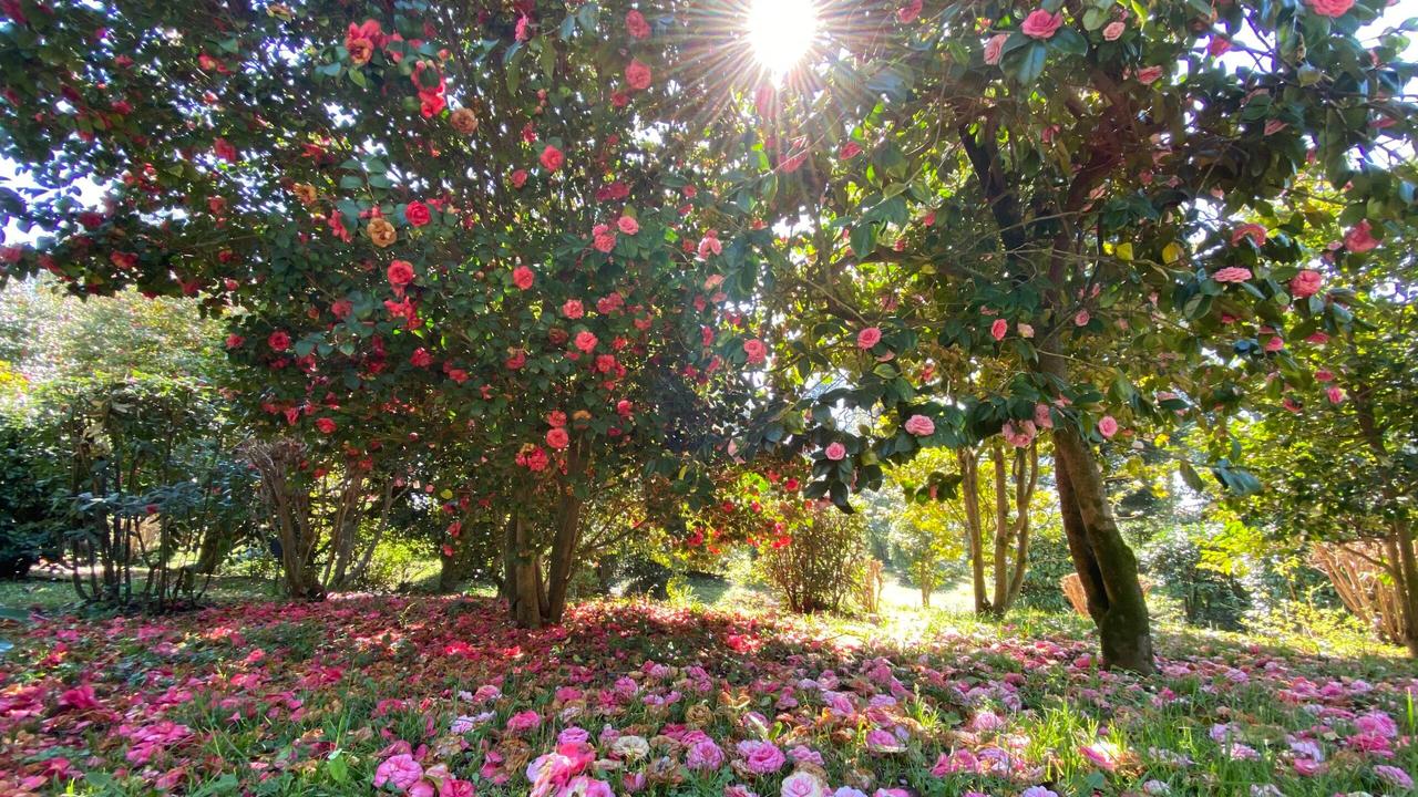 Colori e profumi della primavera: alla Villa Reale di Lucca le camelie in fiore