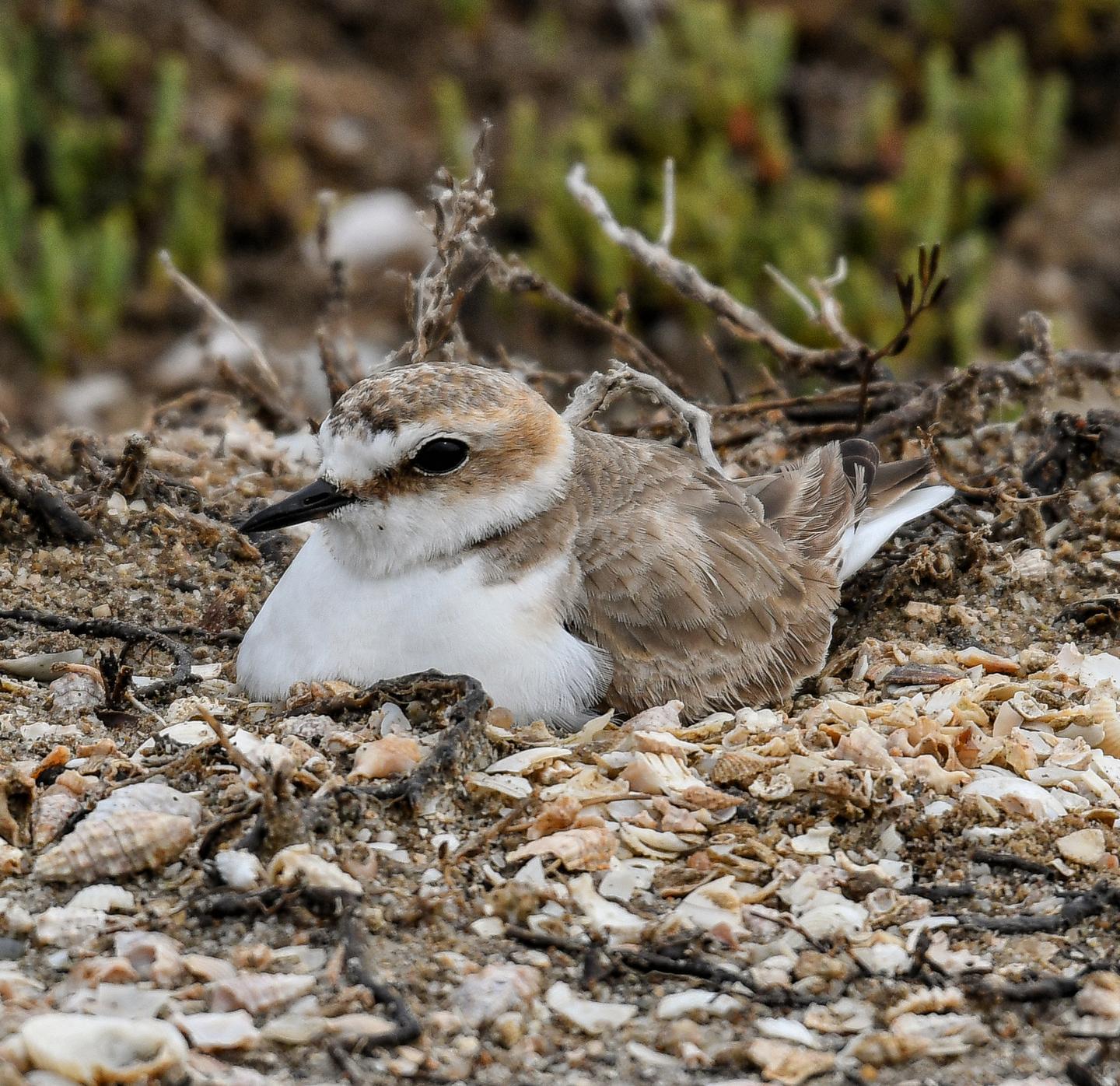Il fratino regala un record al Sinis 