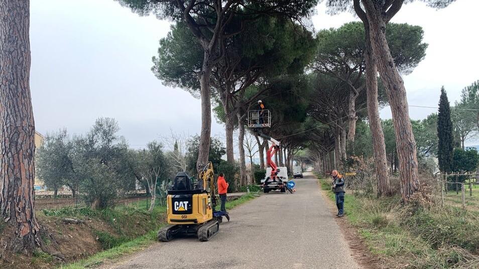 I meccanici in azione di Professione giardini mentre potano un pino