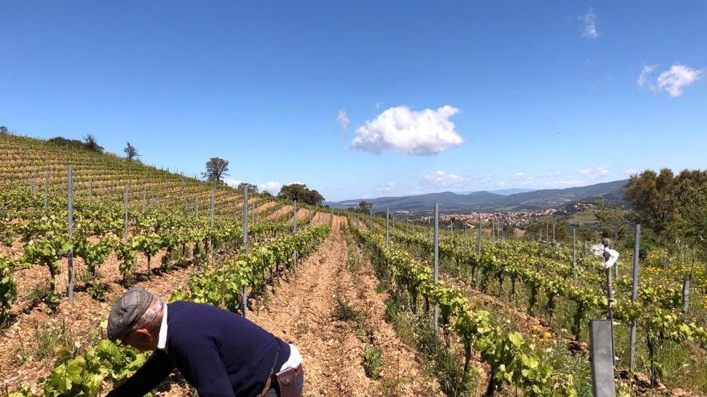 Agricoltura, via libera a 19 milioni