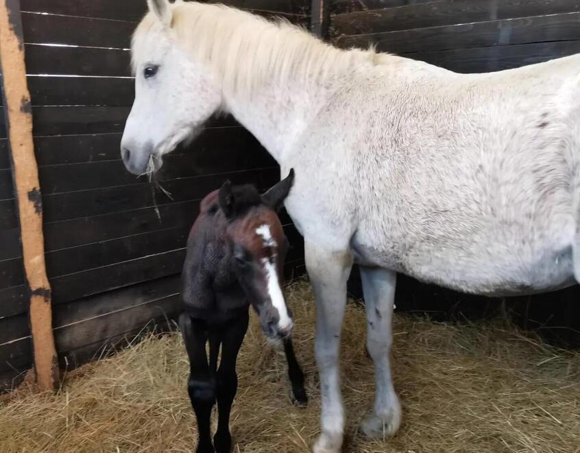 Resta orfana appena nata ma in 24 ore la puledrina trova una nuova mamma 