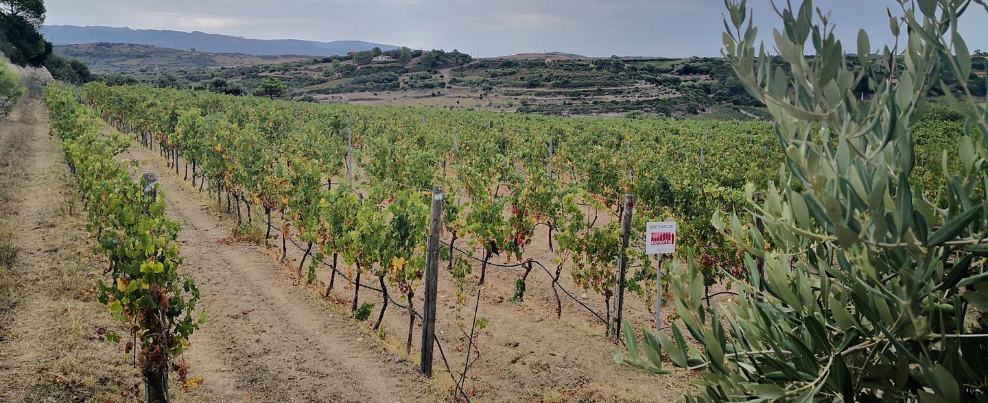 Il “modello Mamoiada” piace anche alla Malvasia 