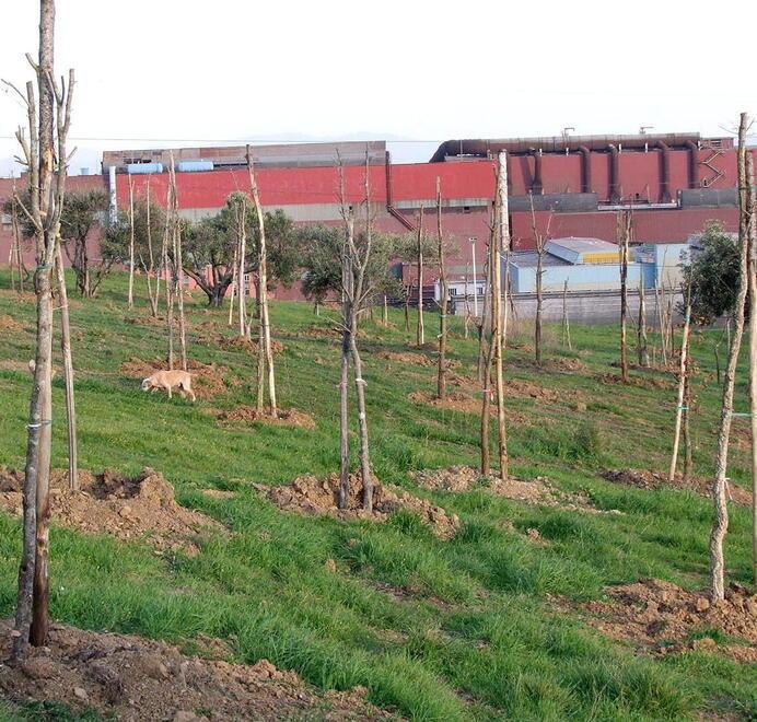 Piantumazioni in corso sopra il parco VIII Marzo  (Foto Paolo Barlettani)