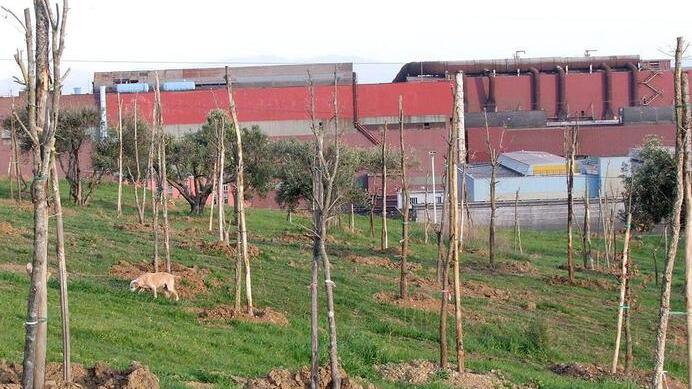 Piantumazioni in corso sopra il parco VIII Marzo (Foto Paolo Barlettani)
