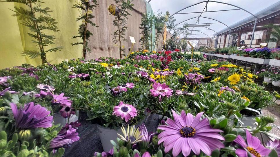 Morselli: a Medolla i vigneti, le pere e il vivaio di fiori e piante