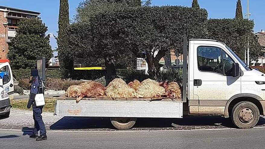 Il camioncino con le carcasse portato in piazza a Manciano da Carmelo Masala
