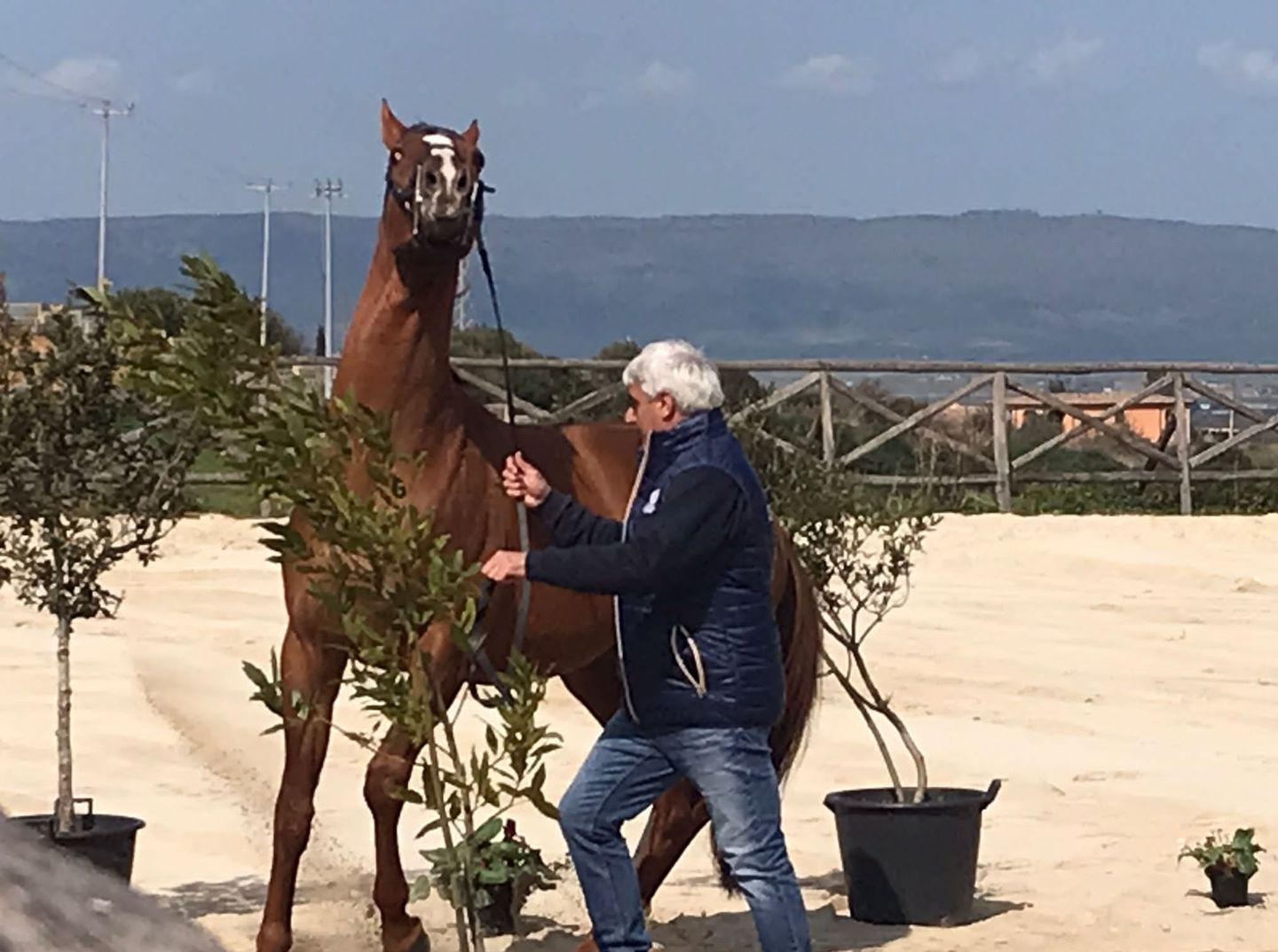 Successo della mostra degli stalloni Agris 