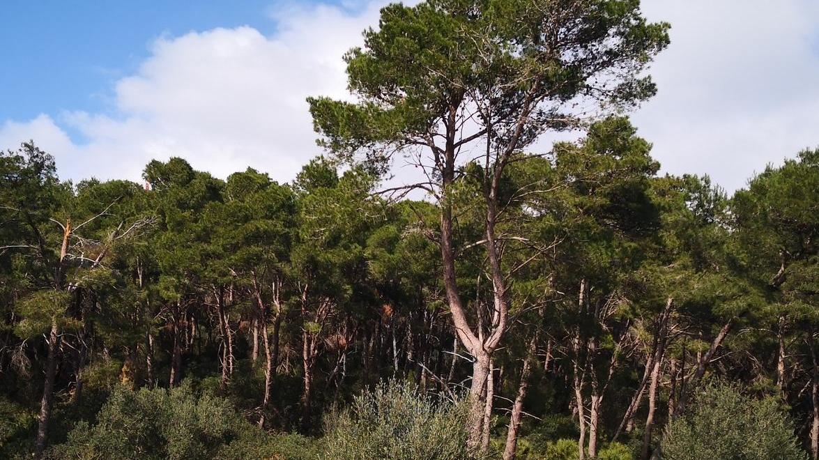 «Esco per una passeggiata» Giovanna svanisce nel nulla