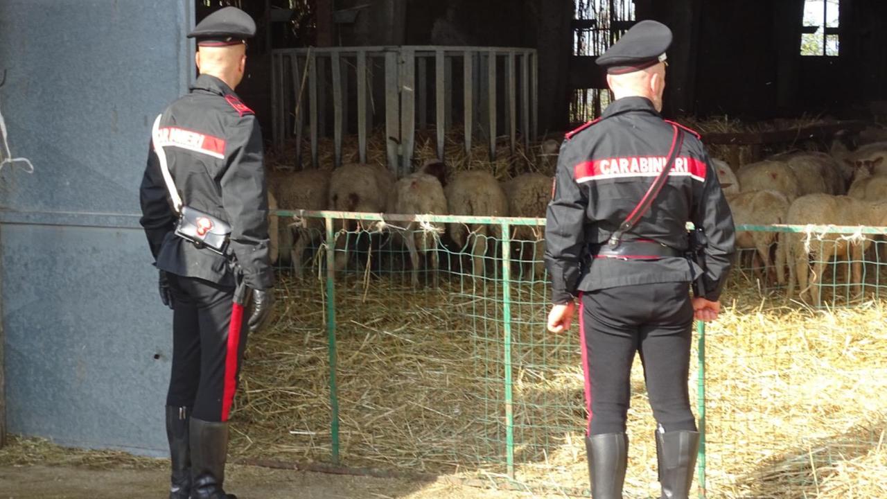Decimoputzu, marijuana e pecore rubate nell'ovile