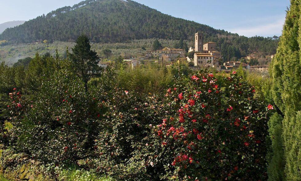La natura torna a essere protagonista Si apre la Mostra delle Antiche Camelie 