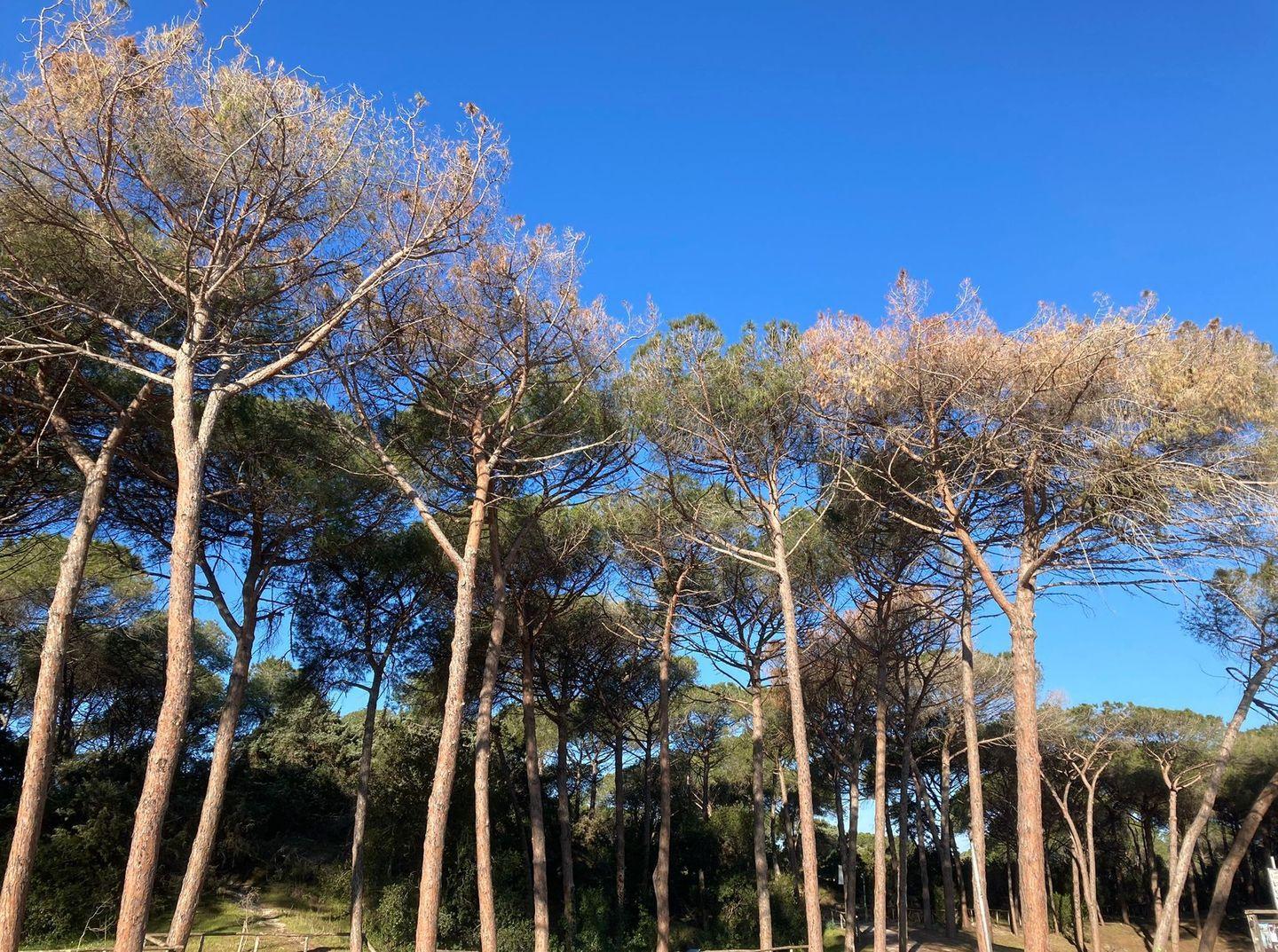 Allarme a Maria Pia: in pericolo altri pini 