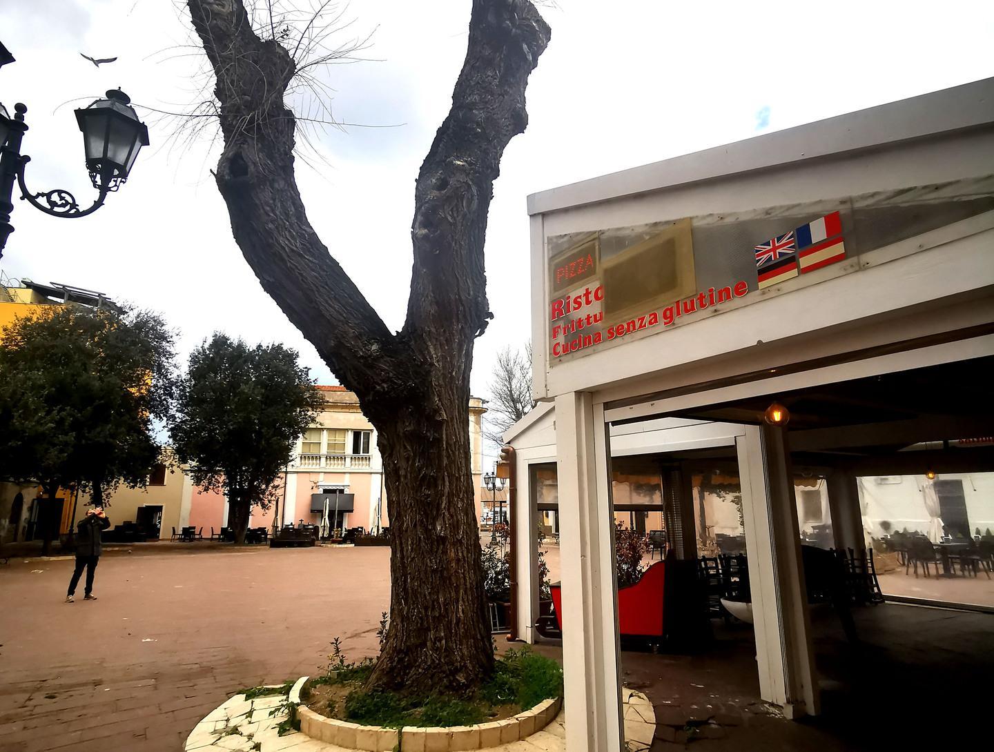 Albero pericoloso e malato la Multiservizi lo abbatte