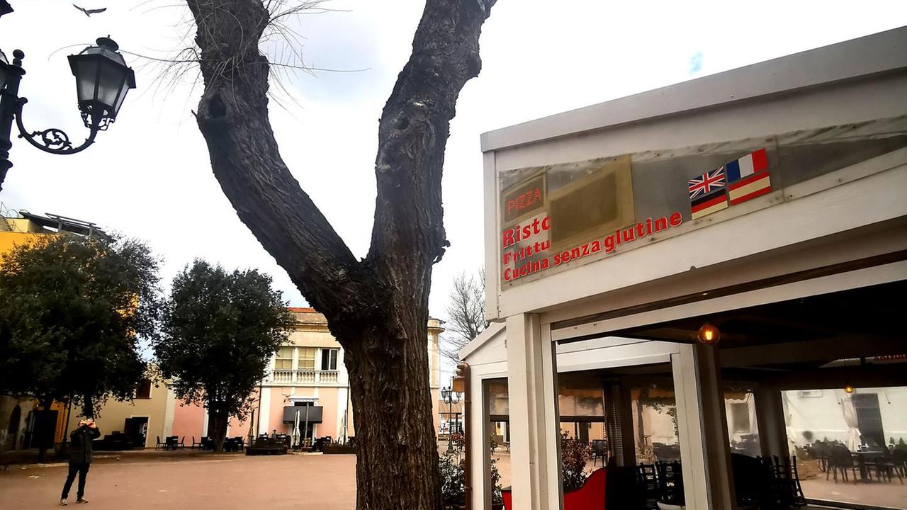 Albero pericoloso e malato la Multiservizi lo abbatte
