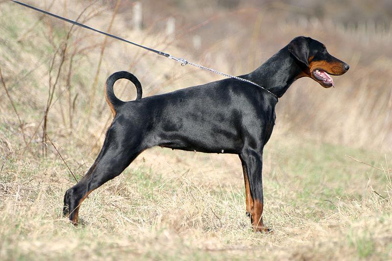 La brutta vicenda della donna partita dall'aggressione da parte di un dobermann