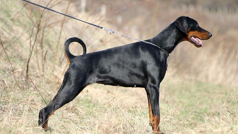 La brutta vicenda della donna partita dall'aggressione da parte di un dobermann