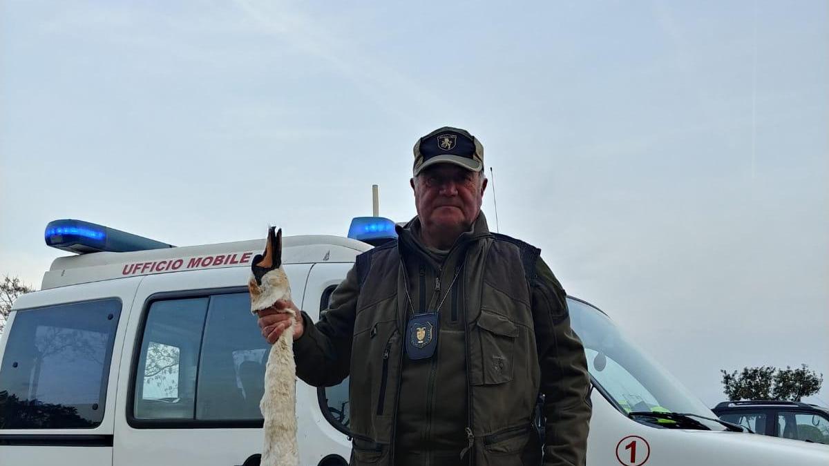 Il cigno reale morto, recuperato da Sandro PIlozzi delle Gav